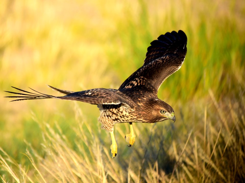 Juvenile red-tailed hawk at Seedskadee National Wildlife Refuge