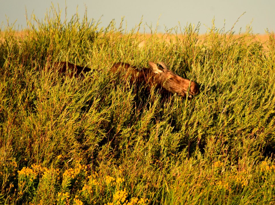 Moose at Seedskadee National Wildlife Refuge
