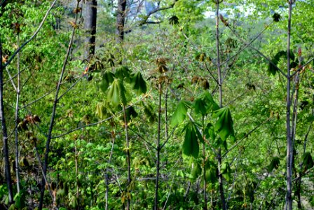 Namsan Park Spring 2016