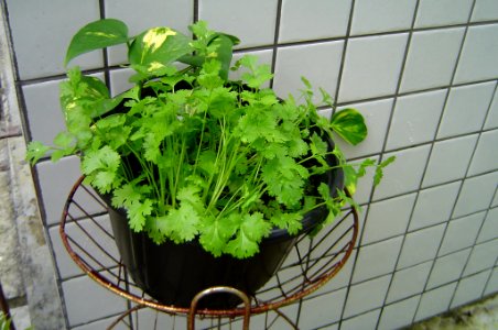 Again, coriander in a flower pot photo