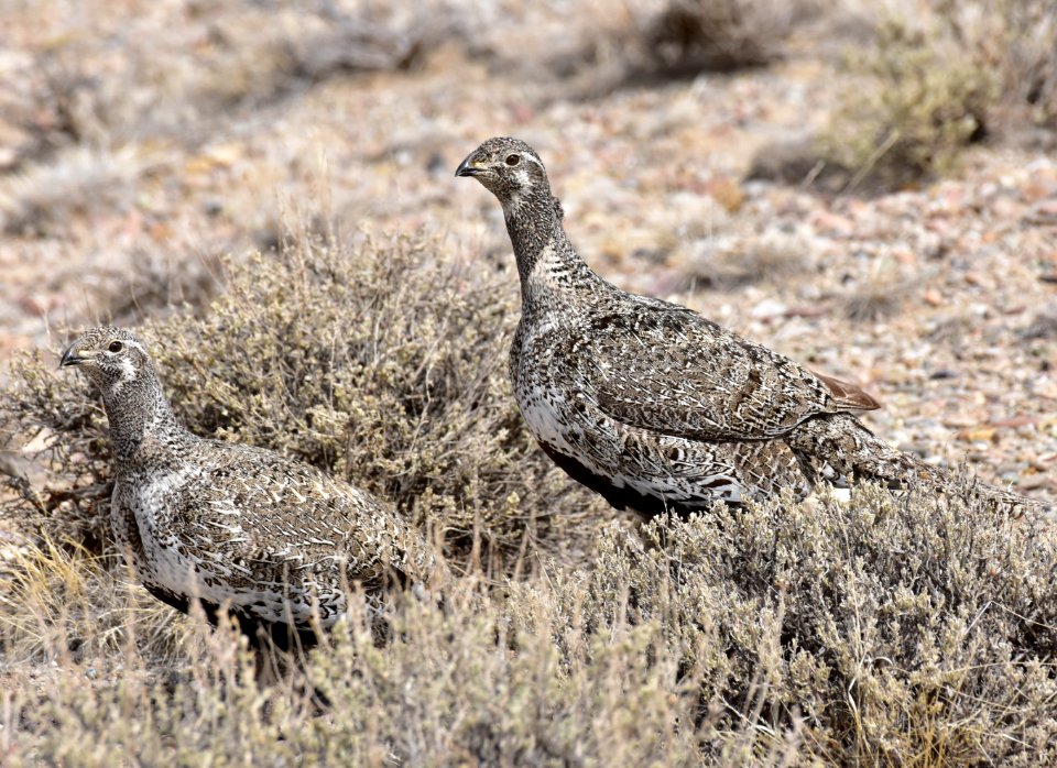 Greater sage-grouse at Seedskadee National Wildlife Refuge