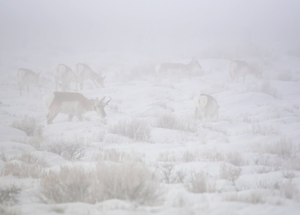 Pronghorn in a winter fog at Seedskadee National Wildlife Refuge