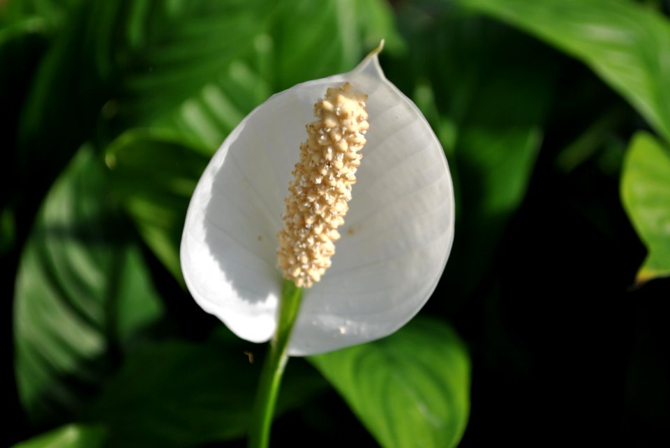 Asan Botanical Garden