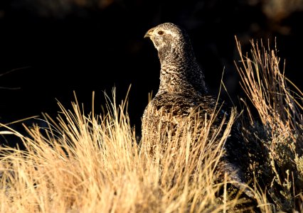 Greater sage-grouse at Seedskadee National Wildlife Refuge