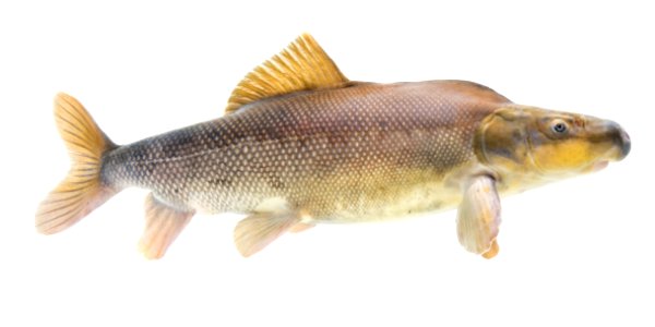 Razorback Sucker (Xyrauchen texanus