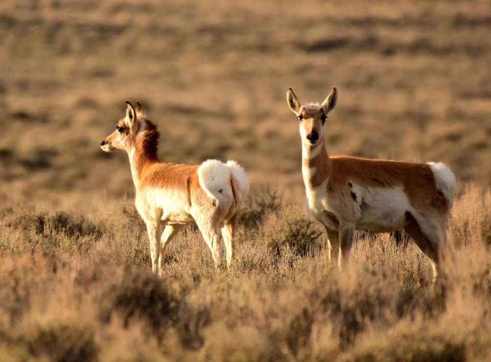 Pronghorn at Seedskadee National Wildlife Refuge