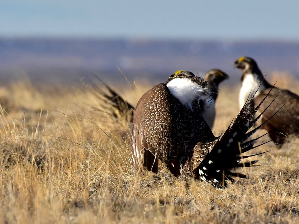 Greater sage-grouse near Seedskadee National Wildlife Refuge