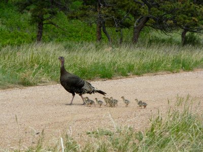 Merriam Turkey photo