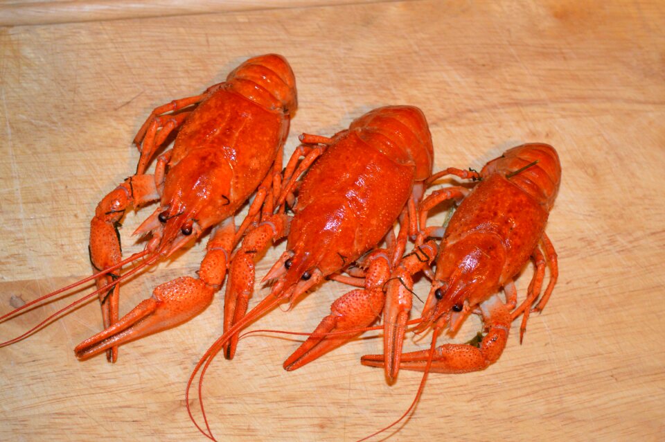 Appetizer beer cooking