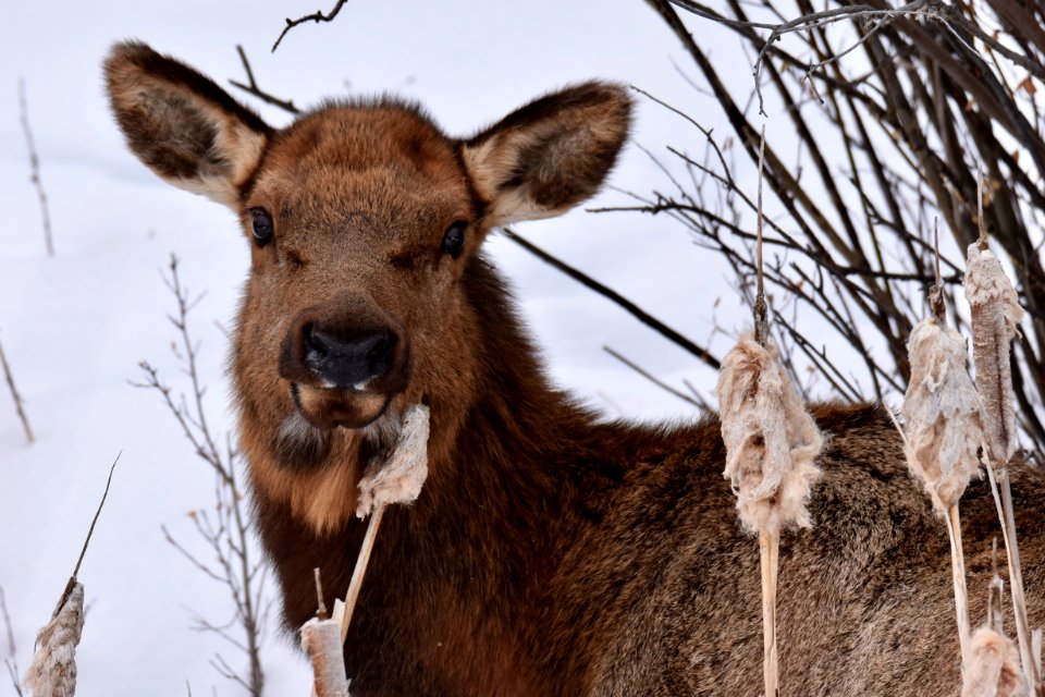 National Elk Refuge