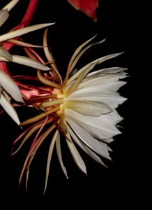 Dama (Reina) de la noche, Flor de baile,  Pluma de Santa Teresa (Epiphyllum oxypetalum).