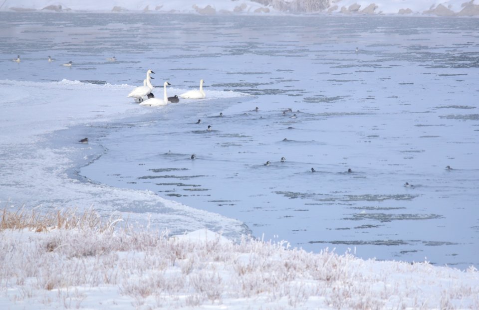 Waterfowl at Seedskadee National Wildlife Refuge