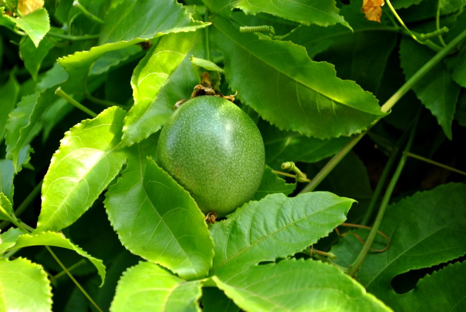 Asan Botanical Garden