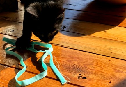 Mags Explores the Region of "Table"