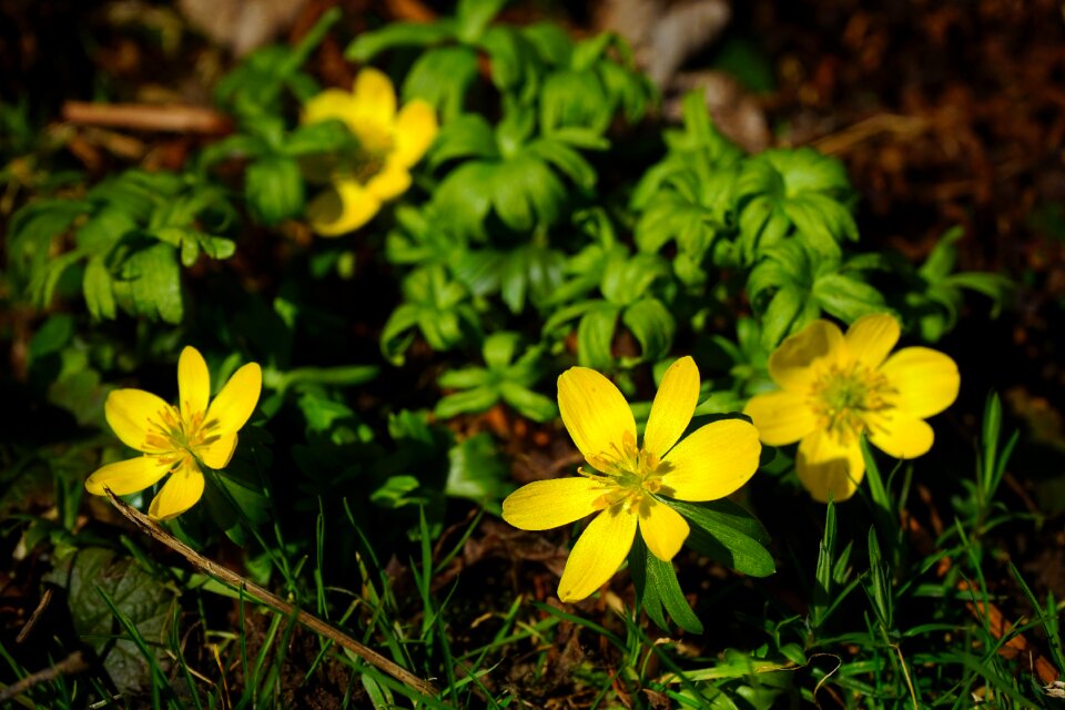 Bloom yellow eranthis hyemalis