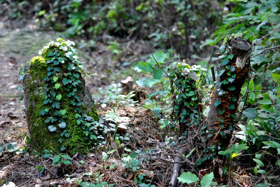 Dobee Mountain