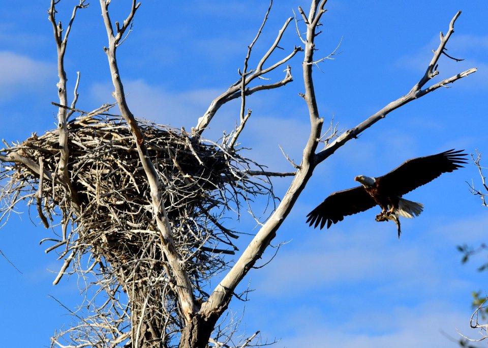 Bald eagle at Seedskadee National Wildlife Refuge