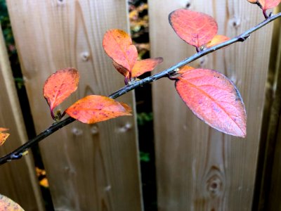 Fencing In