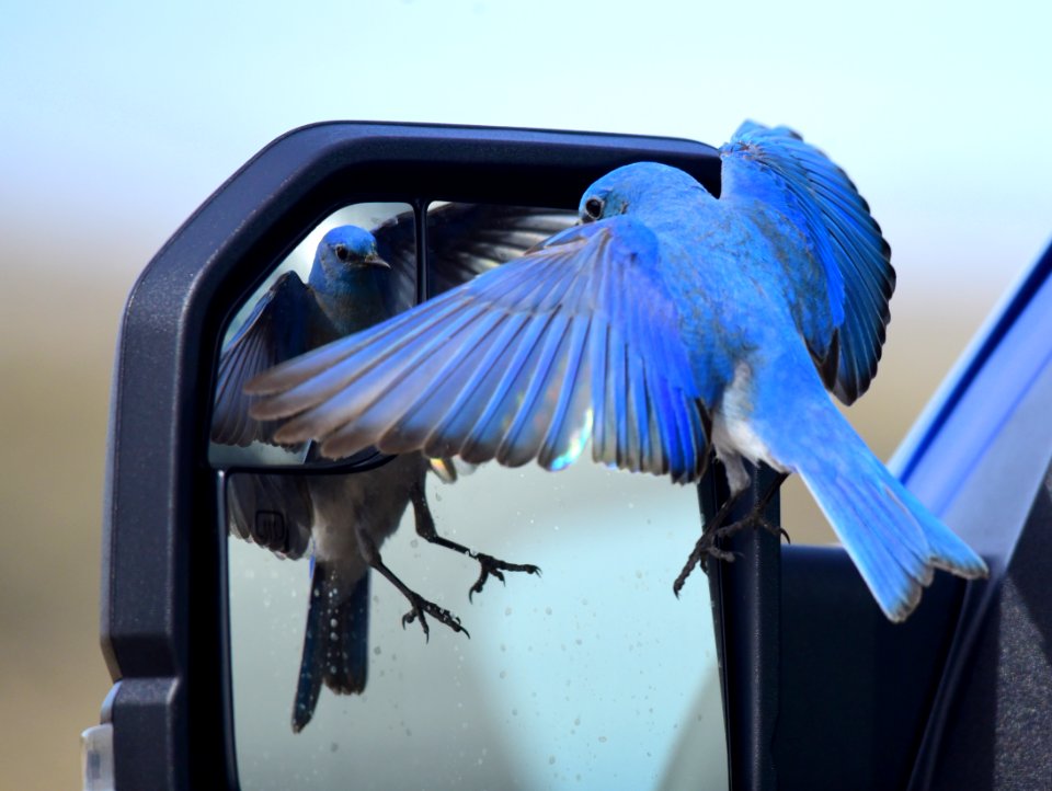 Mountain bluebird at Seedskadee National Wildlife Refuge