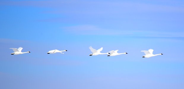 Trumpeter swan at Seedskadee National Wildlife Refuge
