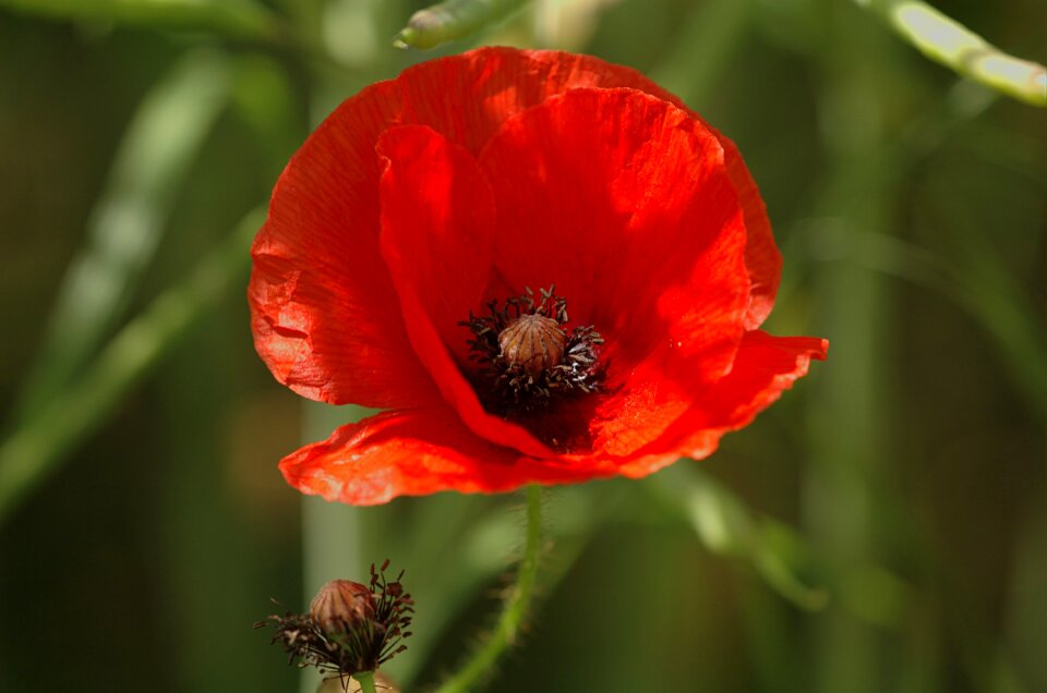 Papaver summer nature