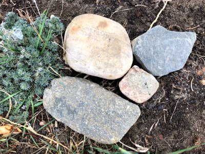 Four From the Field