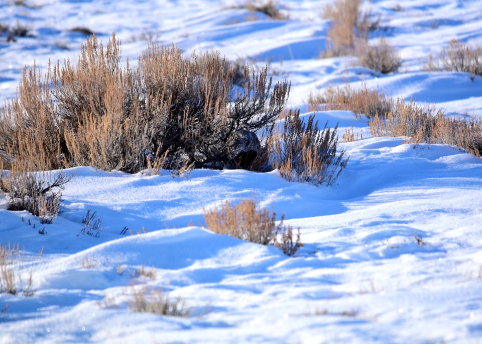 Greater sage-grouse on Seedskadee National Wildlife Refuge
