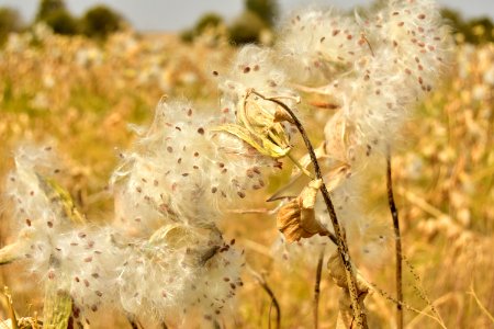Showy milkweed (Aesclepias speciosa) at Seedskadee National Wildlife Refuge