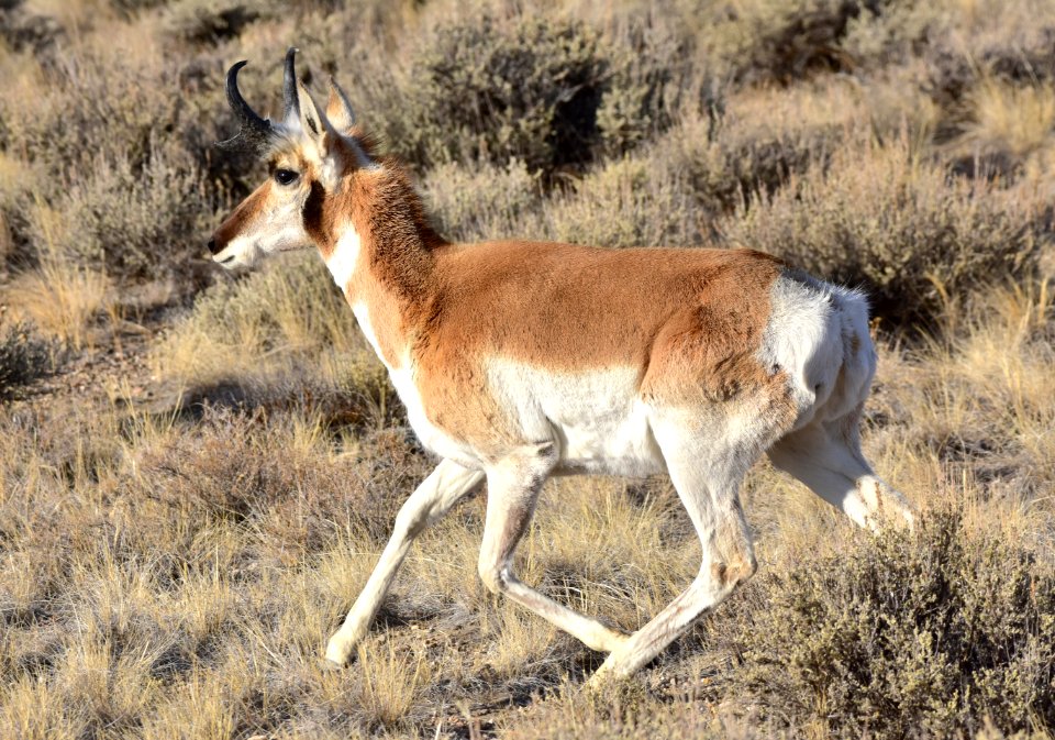 Pronghorn at Seedskadee National Wildlife Refuge