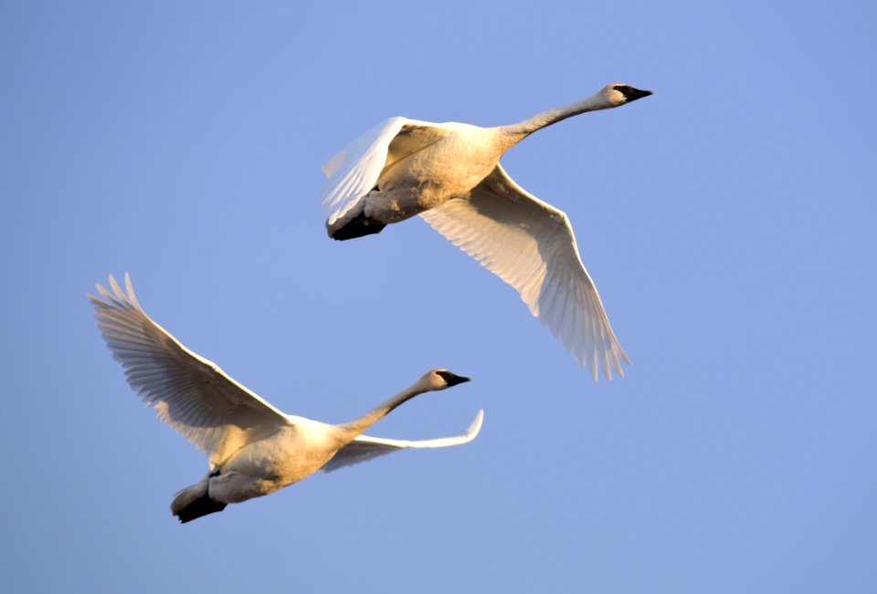 Trumpeter swans at Seedskadee National Wildlife Refuge