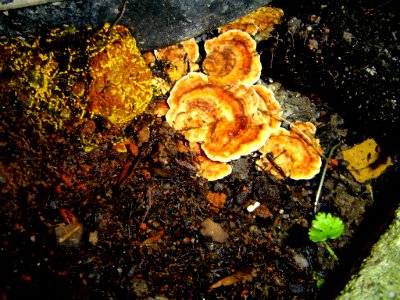 Fungus photo