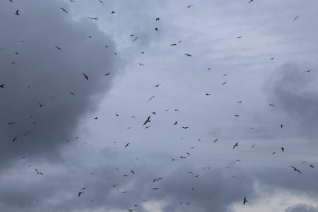 IMG 2764