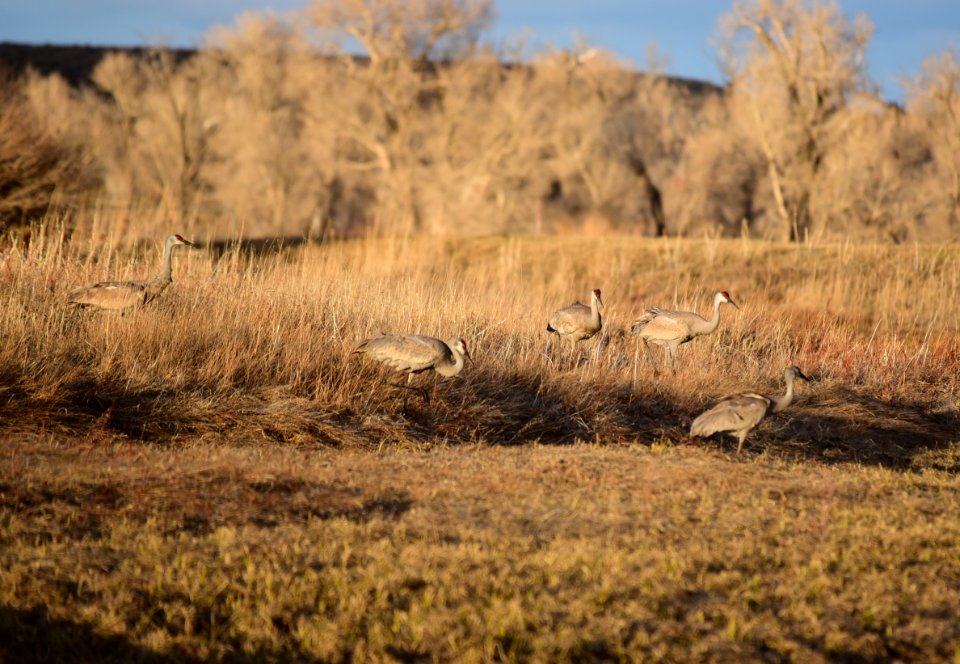 Sandhill cranes at Seedskadee National Wildlife Refuge