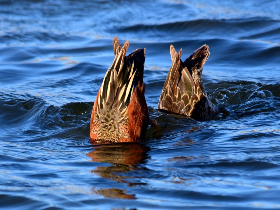Cinnamon teal at Seedskadee National Wildlife Refuge