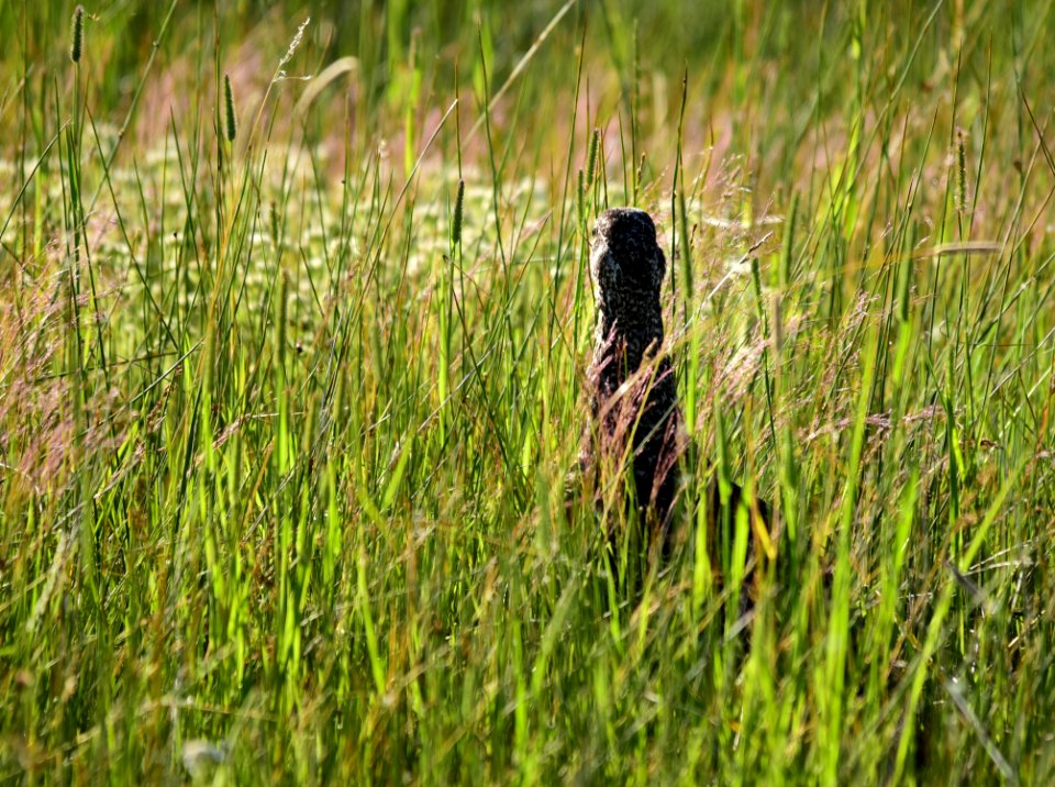Greater sage-grouse at Arapaho National Wildlife Refuge
