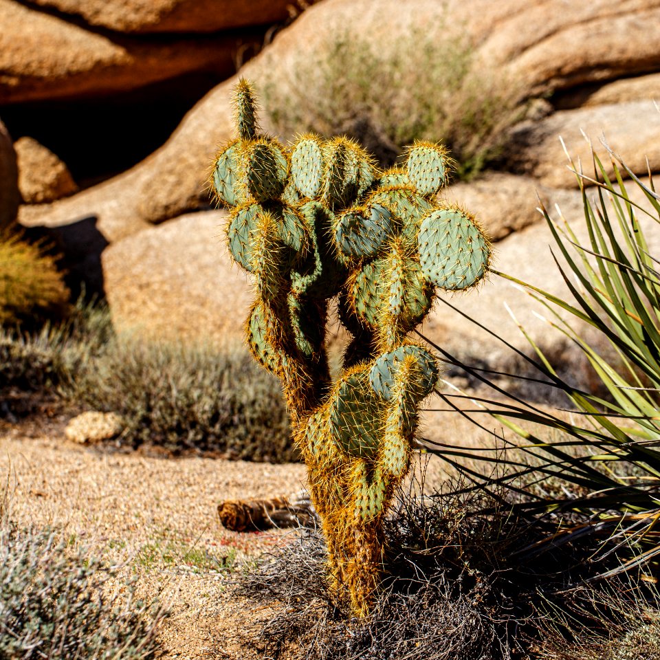 Cactus
