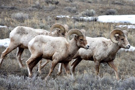 Bighorn Sheep Rams photo