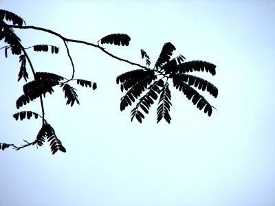 Even more leafs