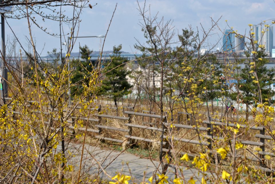 Yeouido Flower Festival