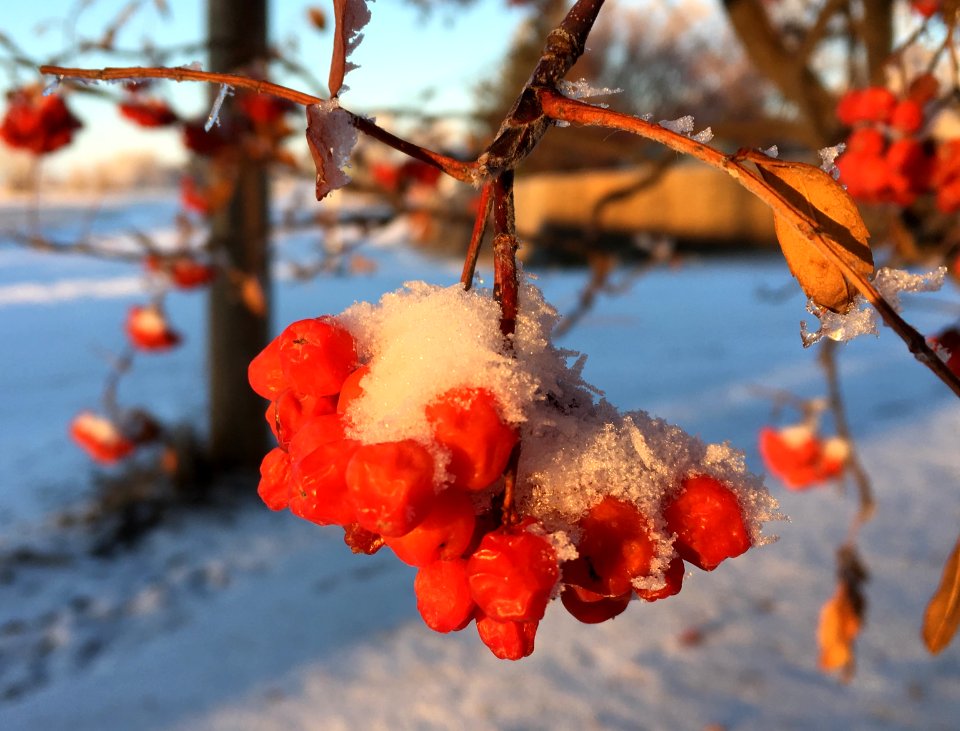 Mountain Ash Berries