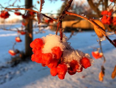 Mountain Ash Berries