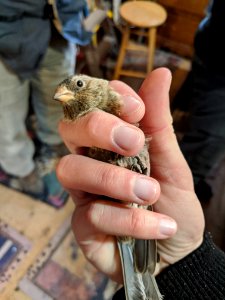 Bird in hand photo