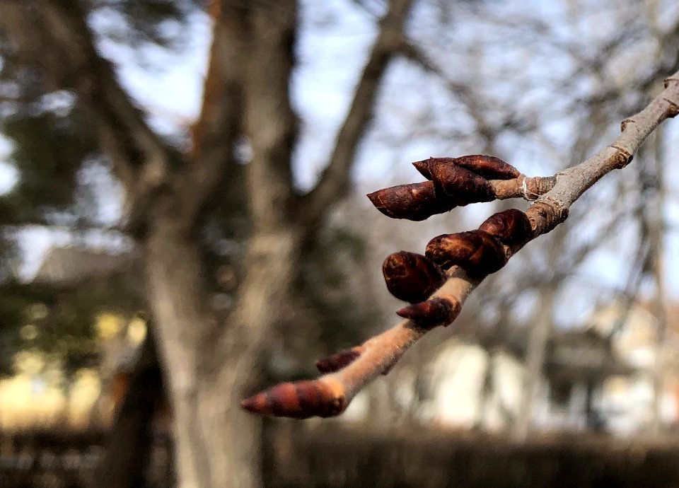 Future Leaves of Canada