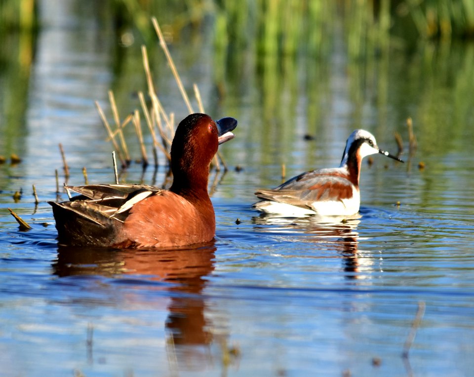 Cinnamon teal at Seedskadee National Wildlife Refuge