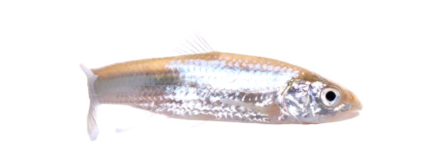River Shiner (Notropis blennius)
