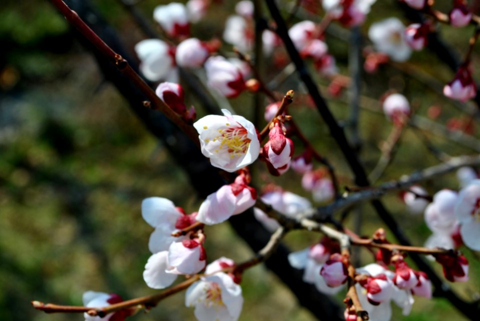 Yeouido Flower Festival