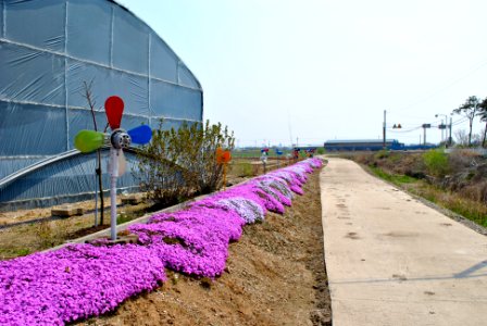Spring in Korea photo