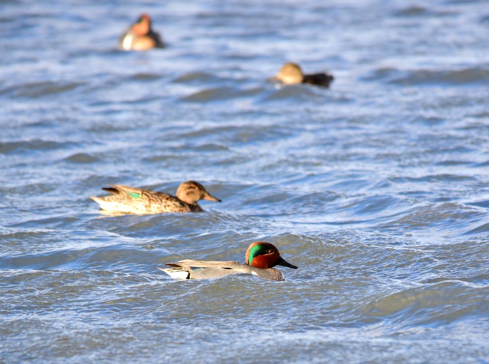 Green-winged teal at Seedskadee National Wildlife Refuge