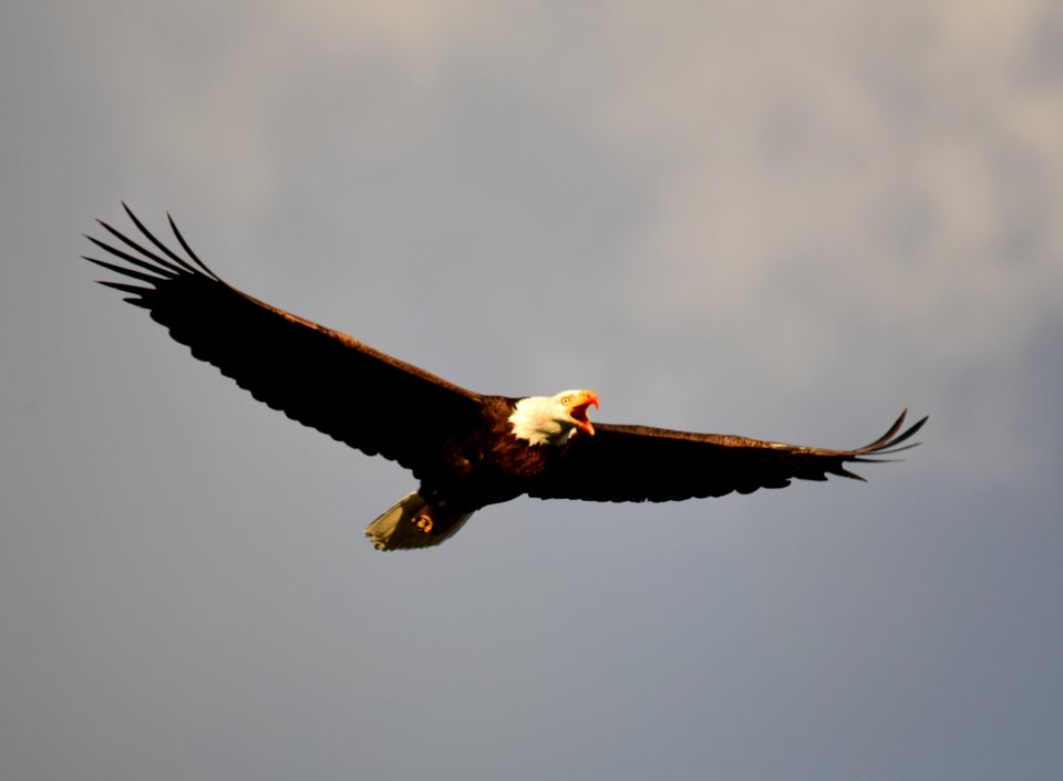 Bald eagle at Seedskadee National Wildlife Refuge
