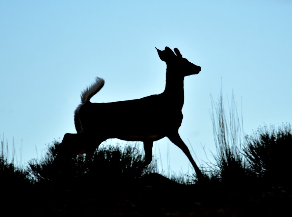 White-tailed deer on Seedskadee National Wildlife Refuge
